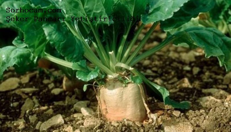 Şeker Pancarı Ekiminde Yapılması Gerekenler: Toprak Hazırlığı Ve Ekim