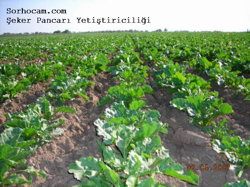 Şeker Pancarı Yetiştiriciliği