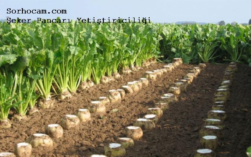Şeker Pancarı Yetiştirme Teknikleri