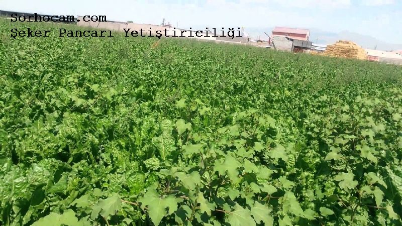 Şeker Pancarı Gübreleme Programı