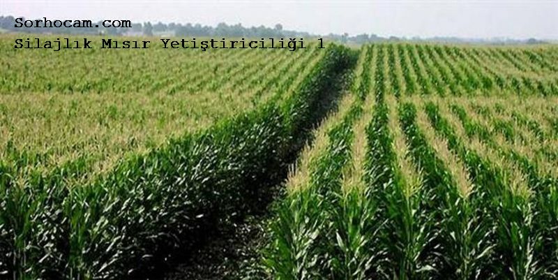 Mısır Yetiştirme Teknikleri Nelerdir? Mısır Yetiştirme Teknikleri