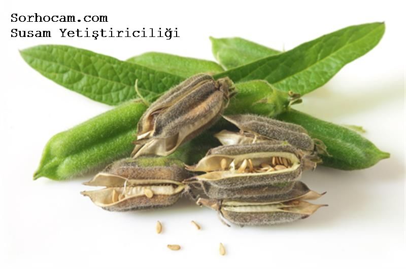 Susam Gübreleme Programı