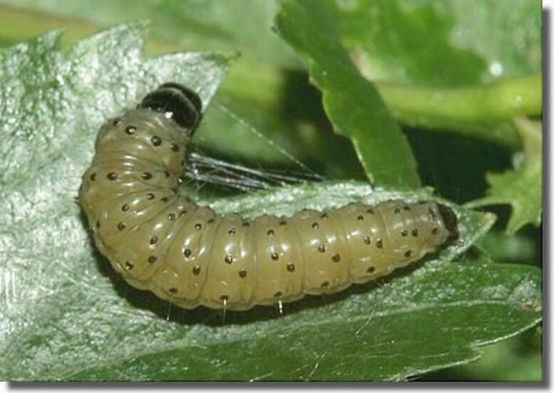 Tomurcuk Tırtılları