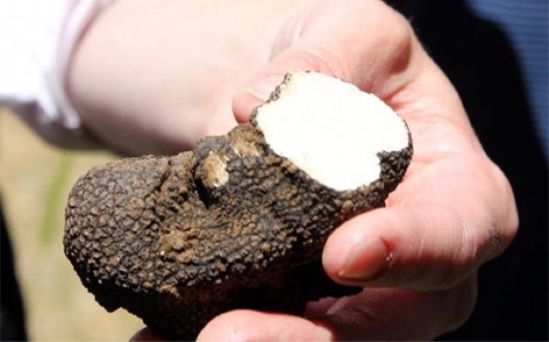 Trüf Mantarı Yetiştiriciliği