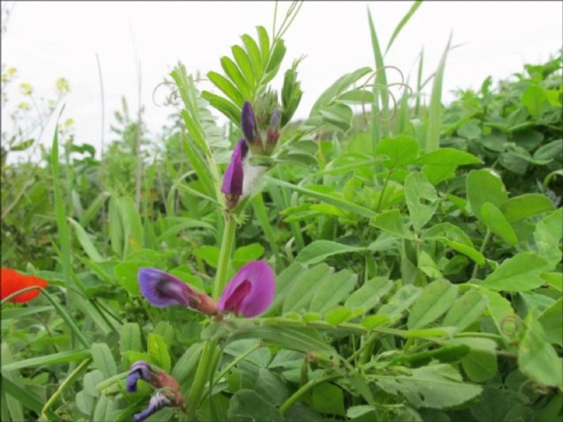 Nbs - 75 Yetiştiriciliği