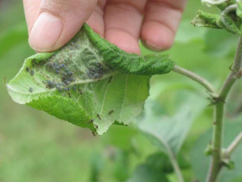 Yaprak Biti Zararlıları