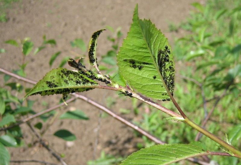 Yaprak Biti Zararlıları