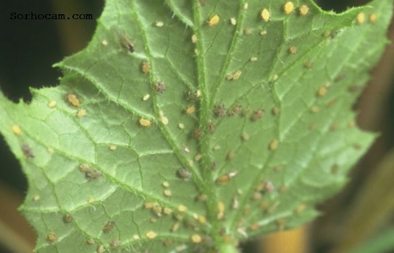 Bağ Yaprak Piresi Nedir? Zararları Ve Mücadele Yöntemleri BAÄ YAPRAK PİRELERİ ile ilgili görsel sonucu