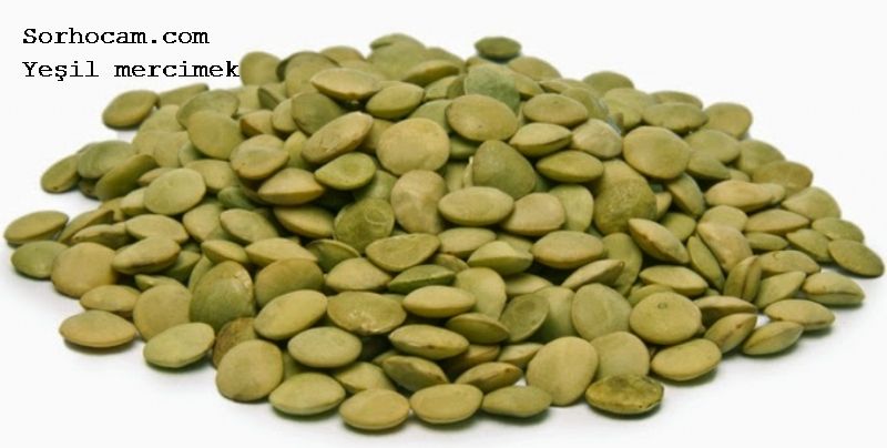 Mercimek Yetiştiriciliği