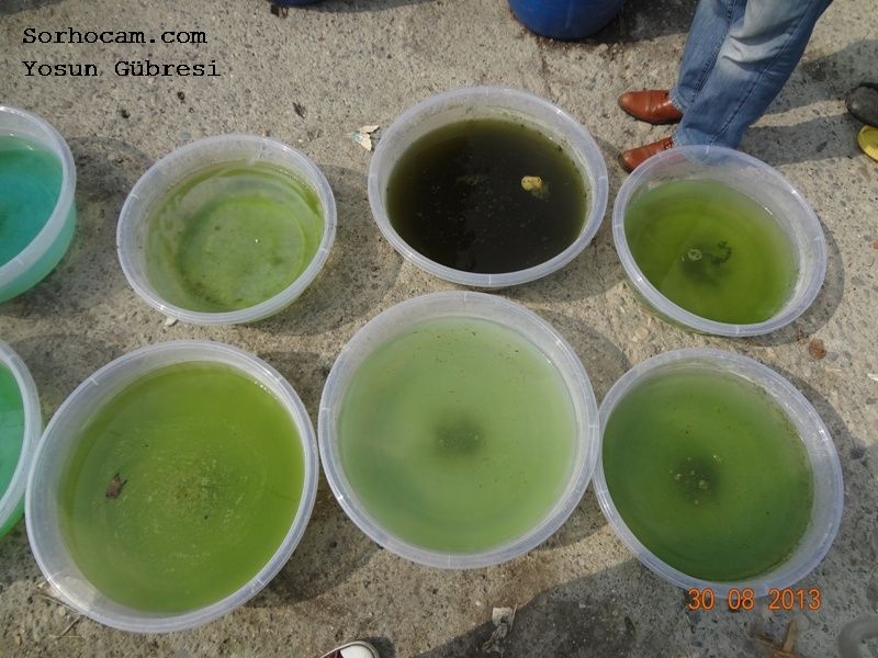 Yosun Gübresi Nedir?