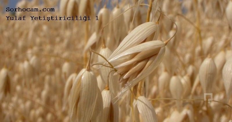 Yulaf Yetiştiriciliği