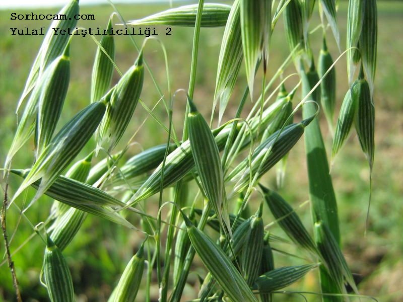 Yulaf Tarımı Nasıl Yapılır? Yulaf Tarımı