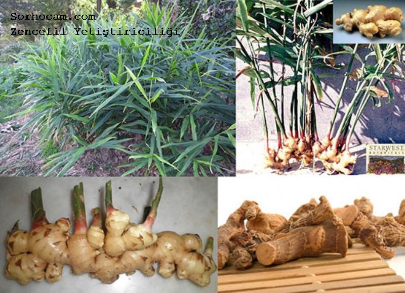 Zencefil Yetiştiriciliği