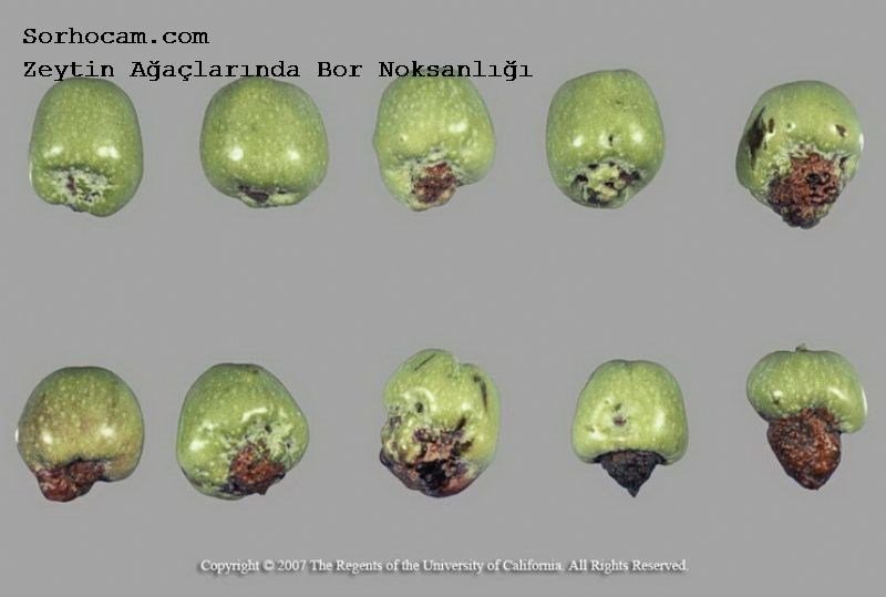 Bitkilerde Bodurlaşma Neden Olur? Bitkilerde Bor eksikliÄi ile ilgili görsel sonucu