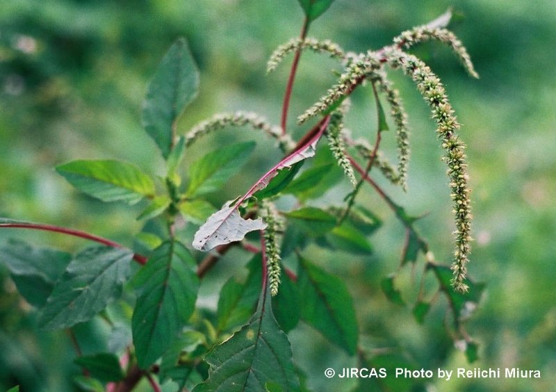 Dikenli horoz ibiği