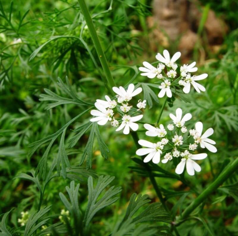 Bifora Radians Bieb. (Kokar Ot, Rakı Otu) Otu