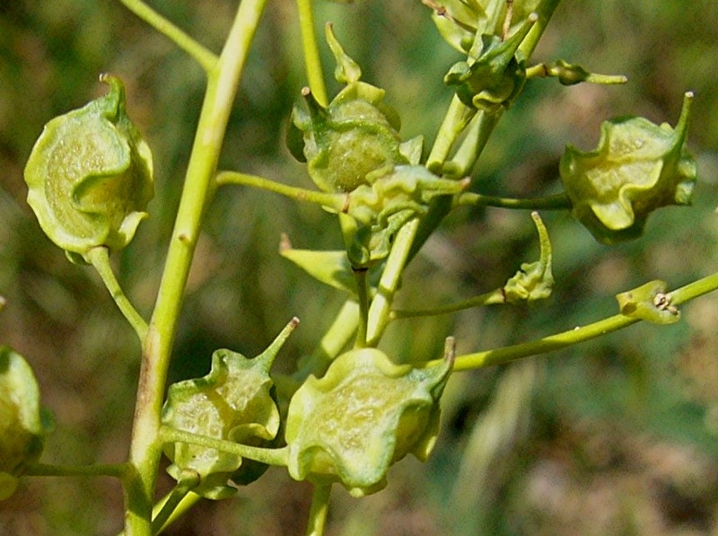 Boreava Orientalis Jaub And Spach. (Sarı Ot, Sarı Çiçek, Kırşahak) Otu