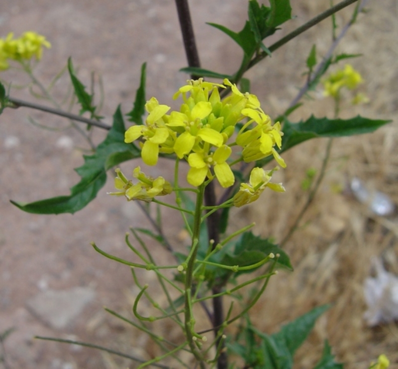 Boreava Orientalis Jaub And Spach. (Sarı Ot, Sarı Çiçek, Kırşahak) Otu