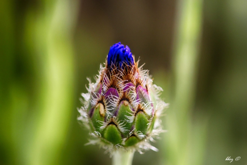 Centaurea Cyanus L. (Mavi Peygamber Çiçeği, Gökbaş) Otu Centaurea Cyanus L. (Mavi Peygamber Çiçeği, Gökbaş) Otu