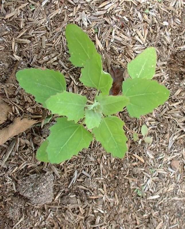 Chenopodium Album L. (Ak Kaz Ayağı, Ak Pazı, Sirken) Otu