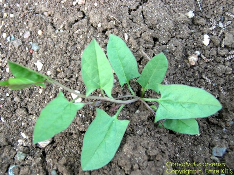 Tarla SarmaÅŸÄ±ÄŸÄ± ile ilgili gÃ¶rsel sonucu