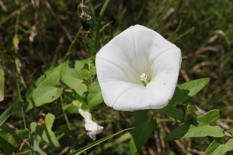 Convolvulus Arvensis L. (Tarla Sarmaşığı, Çit Sarmaşığı) Otu