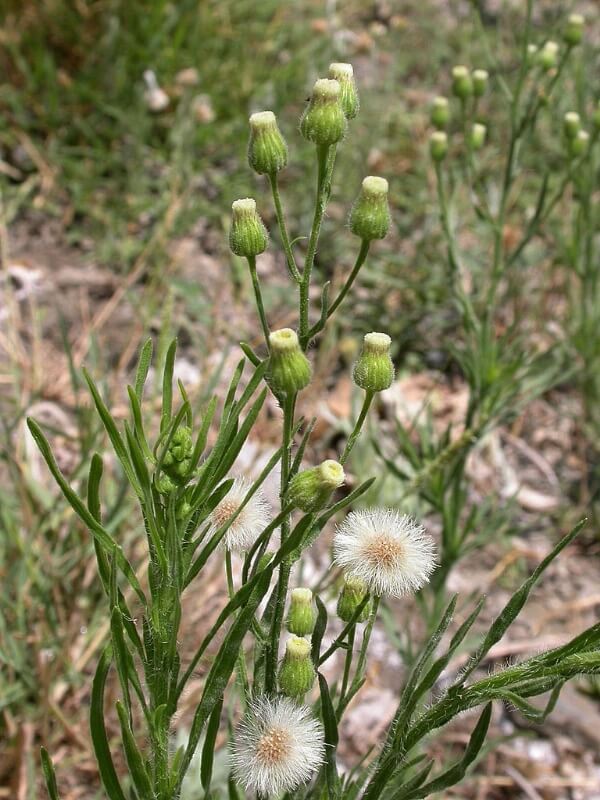Conyza Canadensis (L.) Cronquist (Pire Otu, Şifa Otu) Otu