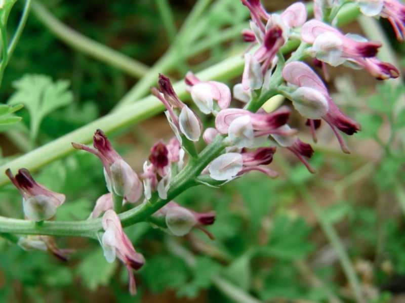 Fumaria Officinalis L. (Hakiki Şahtere) Otu