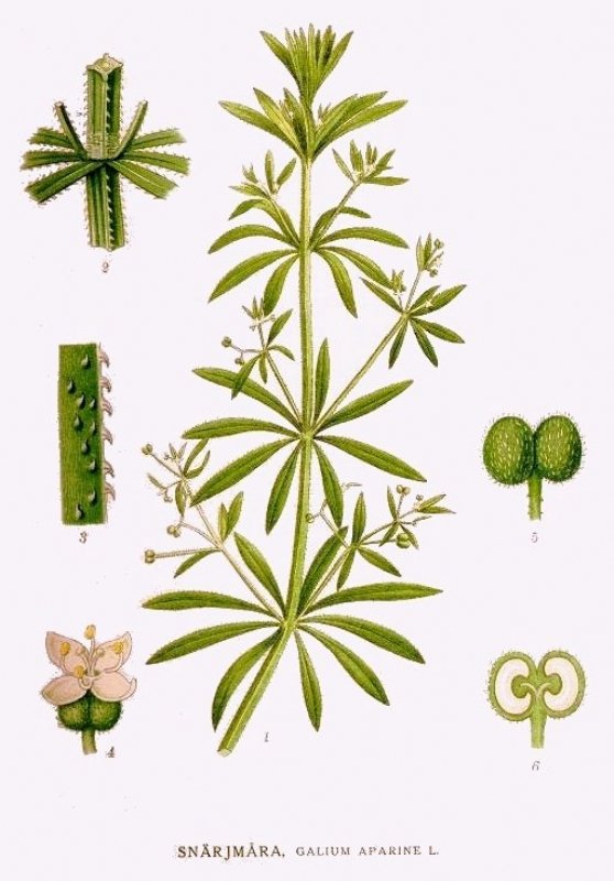 Galium Aparine L. (Yapışkan Otu, Dil Kanatan) Otu