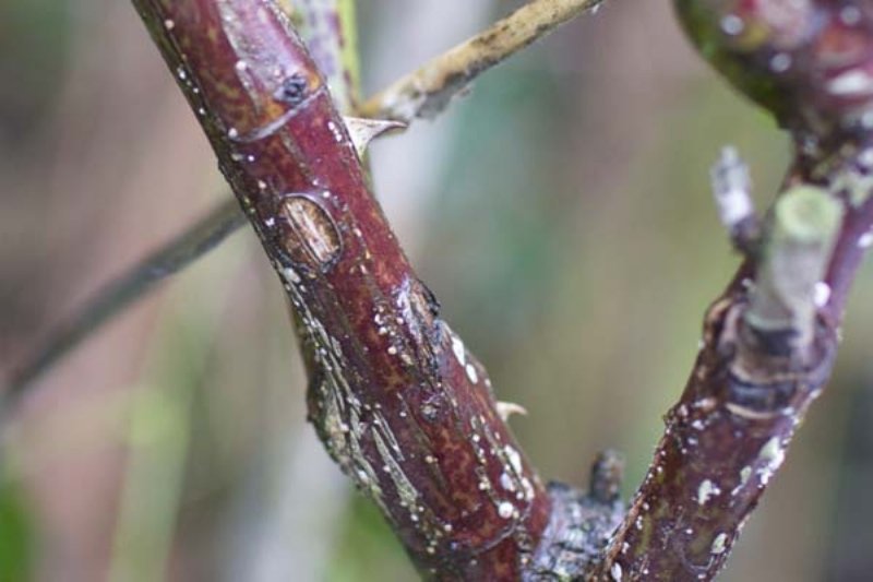 Gül Kahverengi Kanseri
