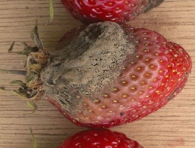 Kurşuni Küf Hastalığı (Botrytis Cinerea)