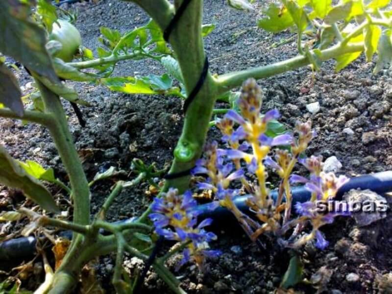 Canavar Otu Ve Mücadelesi