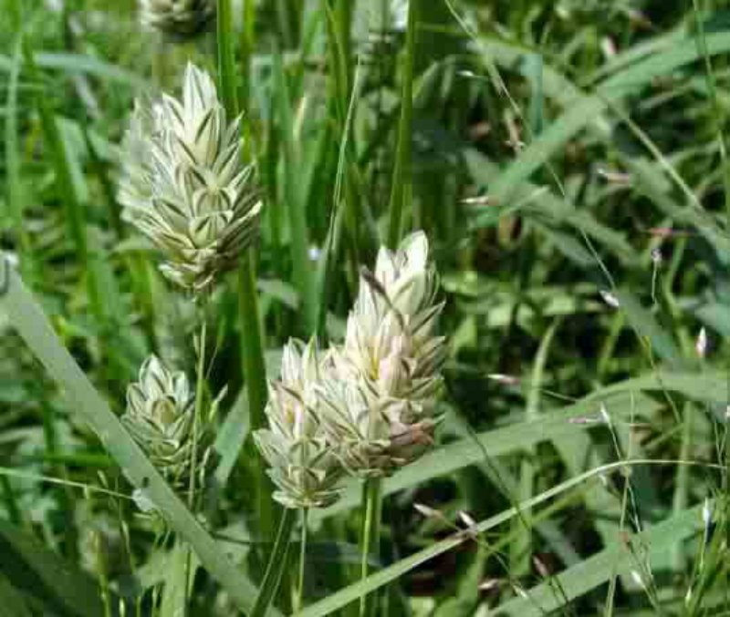 Uzun Başaklı Kuş Yemi