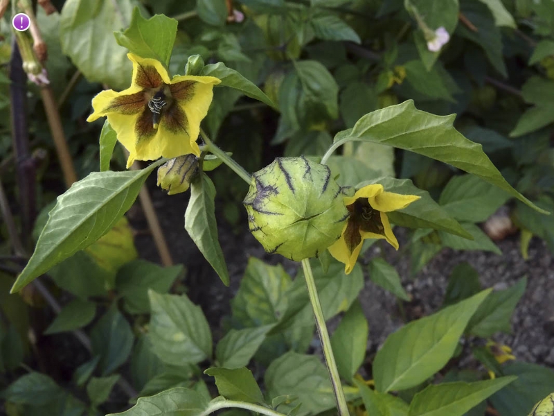 İstilaci Yabancı Otlar Nelerdir?