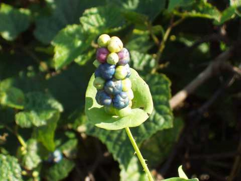 İstilaci Yabancı Otlar Nelerdir?