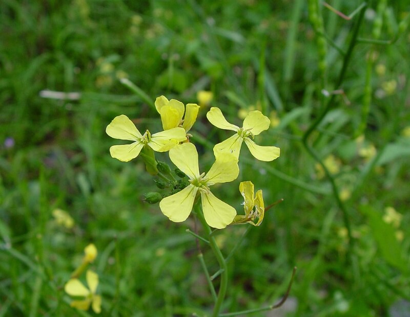 Raphanus Raphanistrum L. (Yabani Turp) Otu Yabani Turp