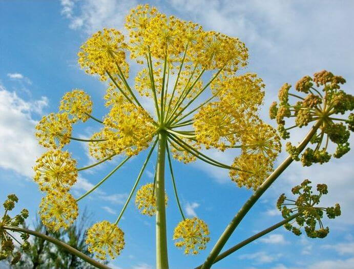 Rezene Yetiştiriciliği Nasıl Yapılır? Rezene Yetiştiriciliği