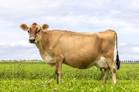 Doğru Besleme İle Süt Verimini Artırmak İçin Etkili Yöntemler