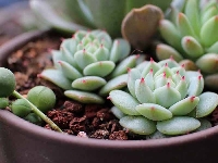 İç Mekan Süs Bitkileri İle Ev Dekorasyonu İç Mekan Süs Bitkileri İle Ev Dekorasyonu