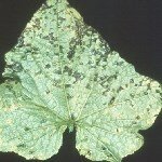 Hıyar Köşeli Yaprak Lekesi Hast. Belirtileri, Nedenleri Ve Mücadelesi