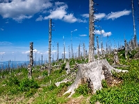 Asit Yağmurlarına Neden Olan Gazlar Nelerdir?