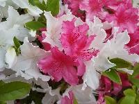 Açelya (Azalea) Çiçeği