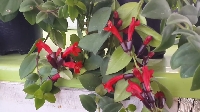 Aeschynanthus (Ruj Çiçeği)