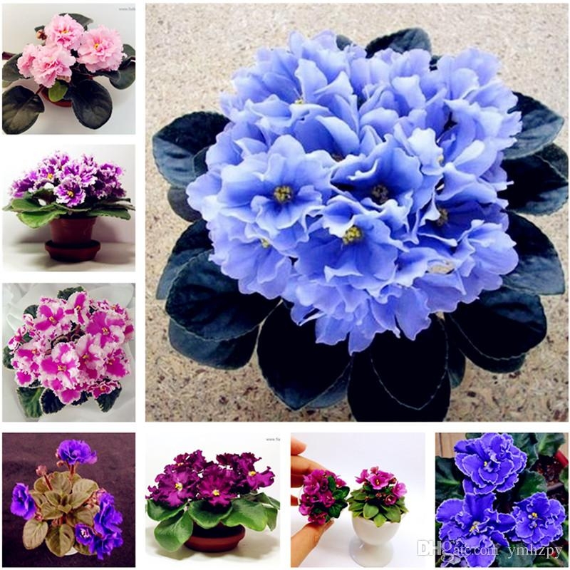 Afrika Menekşesi Çiçeği Afrika Menekşesi Çiçeği