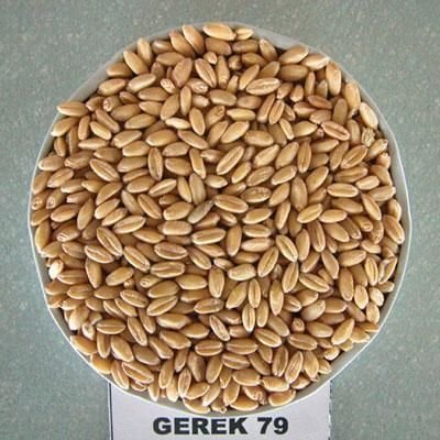 Buğdayda Çeşit Seçimi Nasıl Olmadılır?