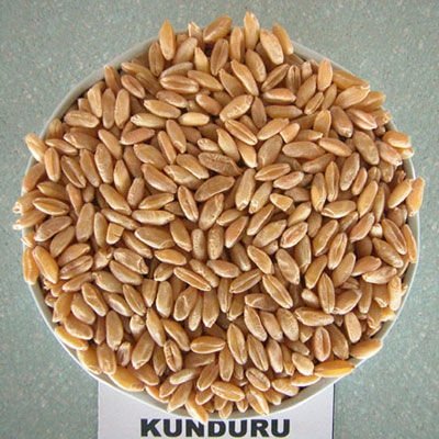 Buğdayda Çeşit Seçimi Nasıl Olmadılır?