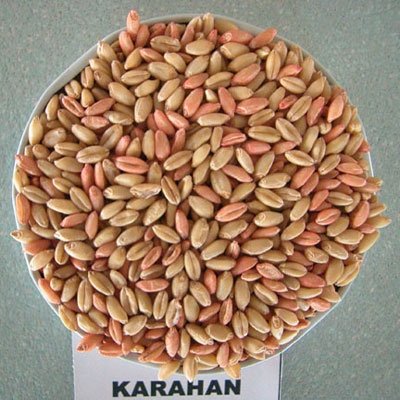 Buğdayda Çeşit Seçimi Nasıl Olmadılır?