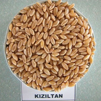 Buğdayda Çeşit Seçimi Nasıl Olmadılır?