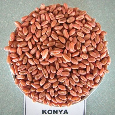 Buğdayda Çeşit Seçimi Nasıl Olmadılır?