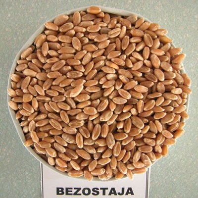 Buğdayda Çeşit Seçimi Nasıl Olmadılır?